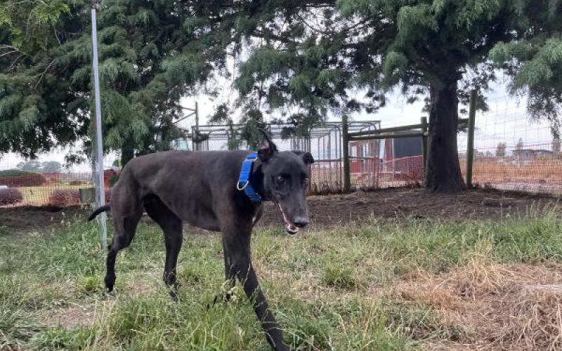 Greyhound best sale guard dog